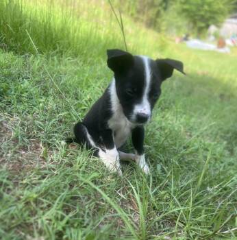 Danny -  Jack Russell Terrier and Chihuahua Dog for Adoption - Danny | PetCurious