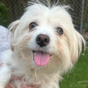 Violet Flame Opal -  Maltese Dog for Adoption in Lake Worth Beach, Florida - Violet Flame Opal | PetCurious