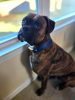 Brunson -  Boxer Dog for Adoption in Monticello, New York - Brunson | PetCurious
