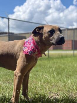 Walla -  Mixed Breed Dog for Adoption in Winnsboro, South Carolina - Walla | PetCurious