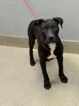 Rescue Labrador Retriever Dogs for Adoption in Las Vegas, Nevada - BEETLEJUICE | PetCurious
