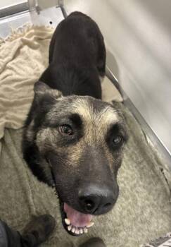 Tammy Tampico -  Shepherd and Mixed Breed Dog for Adoption in Fresno, California - Tammy Tampico | PetCurious