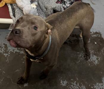 Rescue American Bully Dogs for Adoption in Berea, Kentucky - Yung | PetCurious