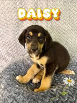 Husky and German Shepherd Dog Dogs Available for Adoption in Boerne, Texas - Daisy | PetCurious
