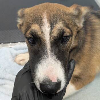 Callisto -  Shepherd Dog for Adoption in Abilene, Texas - Callisto | PetCurious