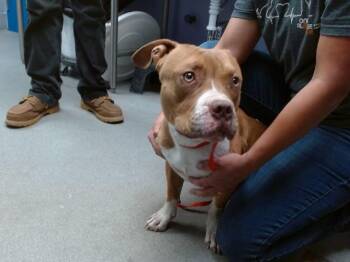 POCKET -  Pit Bull Terrier and Mixed Breed Dog for Adoption in Albuquerque, New Mexico - POCKET | PetCurious