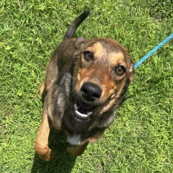 (Found) Honey -  Shepherd and Mixed Breed Dog for Adoption in Cabot, Arkansas - (Found) Honey | PetCurious