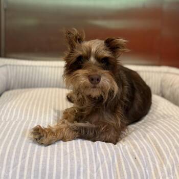 Brownie -  Schnauzer and Yorkshire Terrier Dog for Adoption in Sparta, New Jersey - Brownie | PetCurious