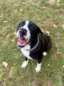 Hotdog -  Mixed Breed Dog for Adoption in Roseburg, Oregon - Hotdog | PetCurious