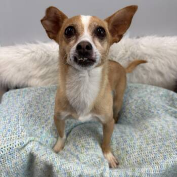 Rescue Chihuahua and Terrier Dogs for Adoption in Lawrenceville, Georgia - Billie | PetCurious