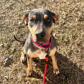 Shepherd and Rottweiler Dogs Available for Adoption - Catalina | PetCurious