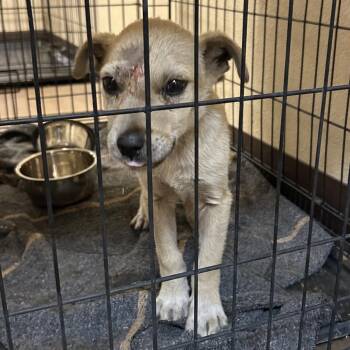 Peddler -  Shepherd and Mixed Breed Dog for Adoption in Flagstaff, Arizona - Peddler | PetCurious
