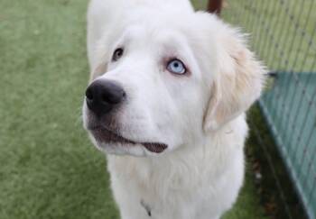 Great Pyrenees Dogs Available for Adoption in Southlake, Texas - Georgia  | PetCurious