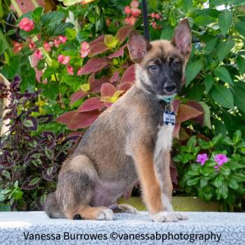 Sunflower -  Shepherd Dog for Adoption in Wake Forest, North Carolina - Sunflower | PetCurious
