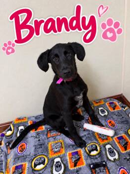 Brandy -  Labrador Retriever Dog for Adoption in Douglas, Massachusetts - Brandy | PetCurious