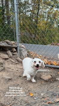 Rescue Bichon Frise Dogs for Adoption in Pottsville, Pennsylvania - Itsy | PetCurious