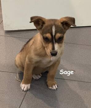 Shepherd and Husky Dogs Available for Adoption - Sage | PetCurious