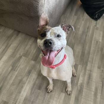 Rescue Pit Bull Terrier Dogs for Adoption in Medford Lakes, New Jersey - Nova | PetCurious