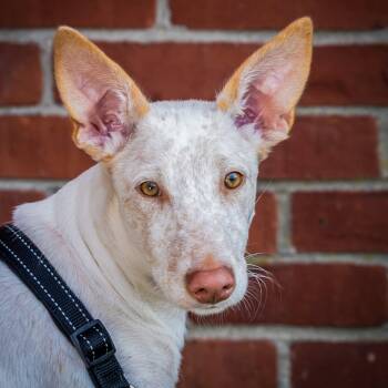Rescue Portuguese Podengo Dogs for Adoption in Hanson, Massachusetts - Marco (reduced Adoption Fee) | PetCurious