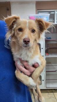 Chirp -  Spaniel Dog for Adoption in El Centro, California - Chirp | PetCurious