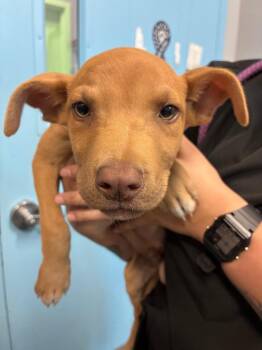 Cornichon -  Australian Shepherd Dog for Adoption in Bloomington, Indiana - Cornichon | PetCurious