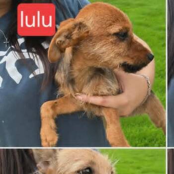 Lulu -  Yorkshire Terrier Dog for Adoption in Fort Worth, Texas - Lulu | PetCurious