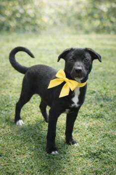 Black Labrador Retriever and American Bulldog Dogs Available for Adoption - Dusa | PetCurious