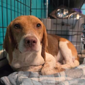 Bagel -  Beagle Dog for Adoption in Jefferson City, Tennessee - Bagel | PetCurious