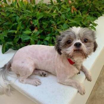 Rescue Shih Tzu Dogs for Adoption in Santa Monica, California - LILLI | PetCurious