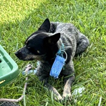 Darcy -  Mixed Breed Dog for Adoption in Lake Jackson, Texas - Darcy | PetCurious