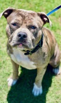 Ac-4921 "Bacon" -  American Bully Dog for Adoption in Conyers, Georgia - Ac-4921 "Bacon" | PetCurious