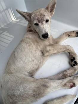 A661862 -  Labrador Retriever and Mixed Breed Dog for Adoption in Houston, Texas - A661862 | PetCurious