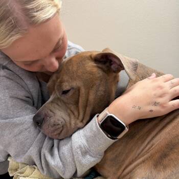 Vette *Foster Needed* -  American Bully Dog for Adoption - Vette *Foster Needed* | PetCurious