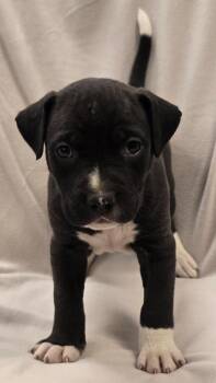 Leonard -  Pit Bull Terrier and Mixed Breed Dog for Adoption in Murphysboro, Illinois - Leonard | PetCurious