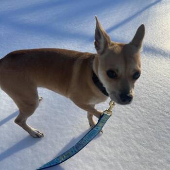 Charlie (FKA Weissey) -  Mixed Breed Dog for Adoption - Charlie (FKA Weissey) | PetCurious