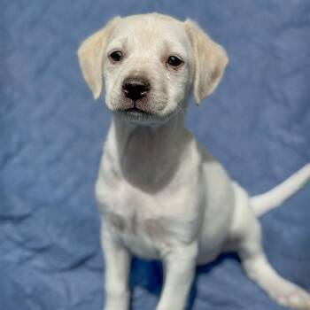 Spaniel and Terrier Dogs Available for Adoption in San Diego, California - Cheers Pup - Diane | PetCurious