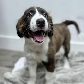 Tater -  Australian Shepherd and Mixed Breed Dog for Adoption in Brownsboro, Alabama - Tater | PetCurious