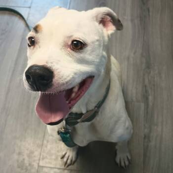 Rescue Mixed Breed Dogs for Adoption in Greenville, Pennsylvania - Sparky | PetCurious