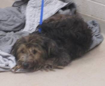 (400) -  Terrier Dog for Adoption in Marietta, Georgia - (400) | PetCurious