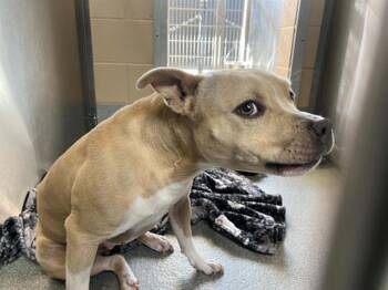 Pit Bull Terrier Dogs Available for Adoption in Tustin, California - TABITHA | PetCurious