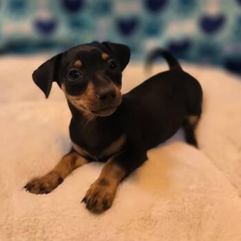 Rachel -  Chiweenie and Dachshund Dog for Adoption in Hayward, California - Rachel | PetCurious