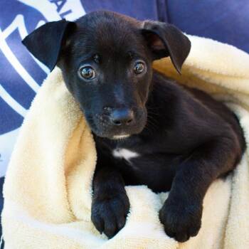 Labrador Retriever and Australian Cattle Dog Blue Heeler Dogs Available for Adoption in Hattiesburg, Mississippi - Tiri | PetCurious