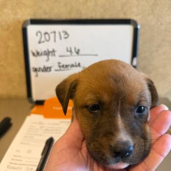 Bloodhound and Mixed Breed Dogs Available for Adoption - Georgia | PetCurious