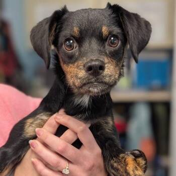Fern -  Mixed Breed Dog for Adoption in West Olive, Michigan - Fern | PetCurious