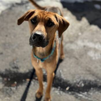 Mixed Breed Dogs Available for Adoption - ROCKY | PetCurious