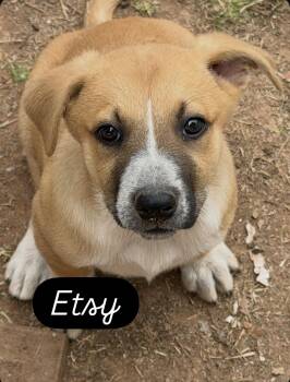 Black Mouth Cur and Shepherd Dogs Available for Adoption in Gilbert, Arizona - Etsy | PetCurious