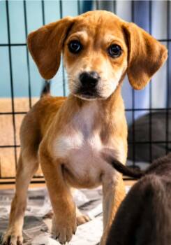 Thelma -  Labrador Retriever and Hound Dog for Adoption in El Dorado, Arkansas - Thelma | PetCurious