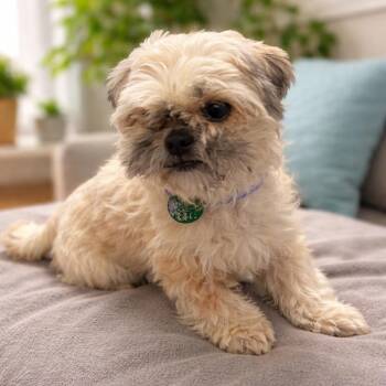 Shih Tzu Dogs Available for Adoption - Chloe | PetCurious