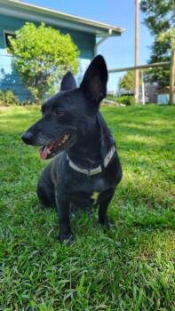 Donna -  Corgi Dog for Adoption in New London, Wisconsin - Donna | PetCurious