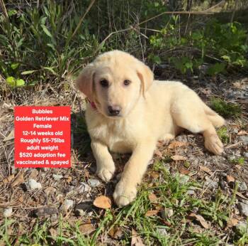 Golden Retriever Dogs Available for Adoption - Bubbles | PetCurious